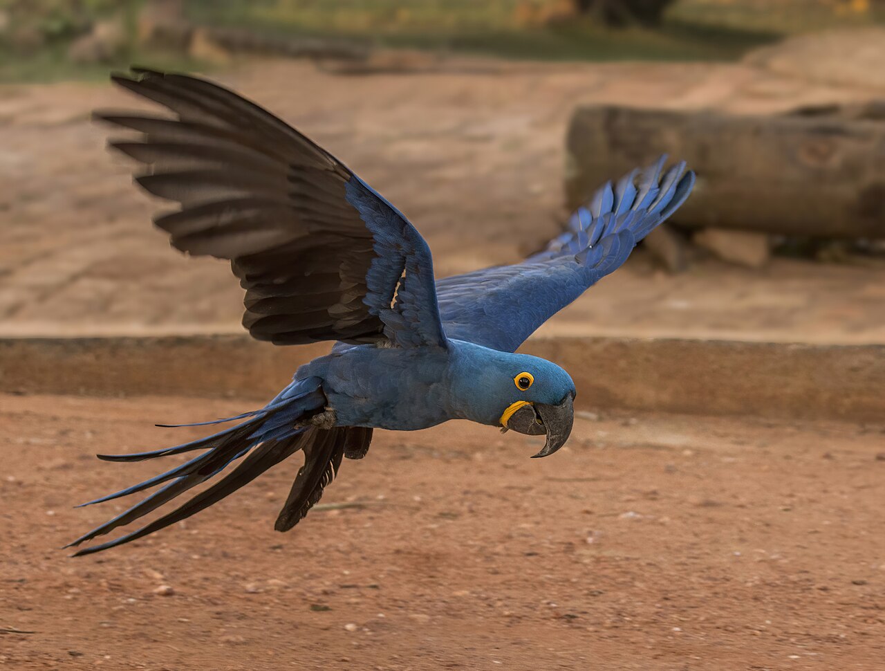 Arara-azul — fauna da Chapada dos Guimarães